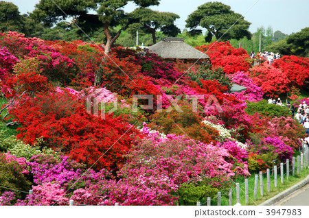 Azalea's azaleas at Oka park 3947983