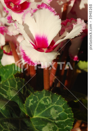 cyclamen, fringe, Red And White 3948168