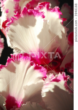 cyclamen, innocence, purity 3948188