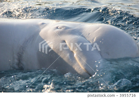 sea animals, hakkeijima sea paradise, beluga whale 3955716