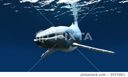 cetacean, subordo cetacea, sea animals 3955861