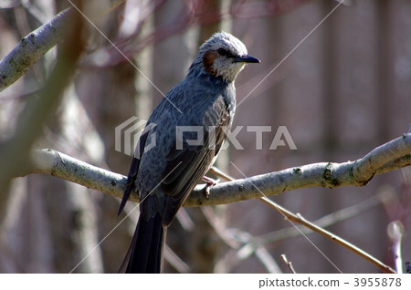 brown-eared bulbul, wild bird, bird 3955878
