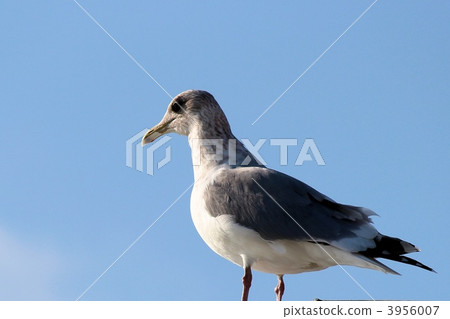 歐洲鯡魚鷗 海鷗 鷗 3956007