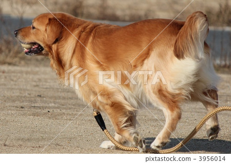 金毛獵犬 全身 通體 3956014