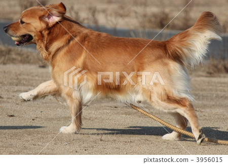 金毛獵犬 毛孩 狗 3956015