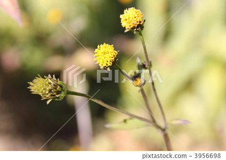 小楝樹草 小楝樹草 3956698