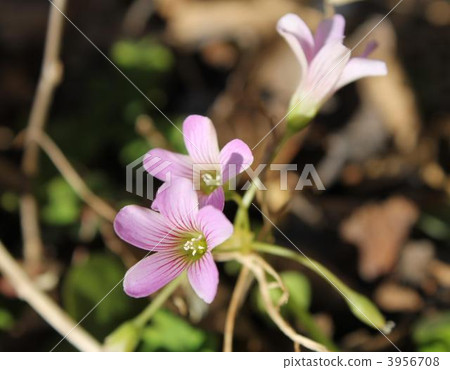 Oxalis · Regnellie 'Trian Grus' Oxalis · Regnellie 'Trian Grus' 3956708