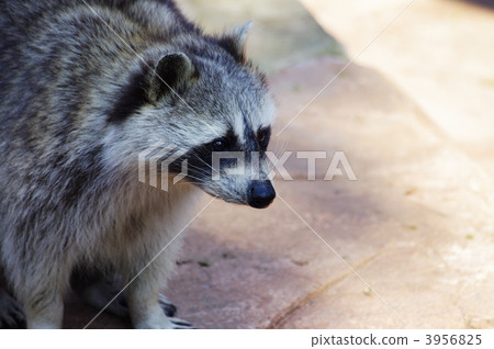 raccoon raccoon 3956825