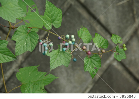 野生葡萄 植物相 葡萄藤