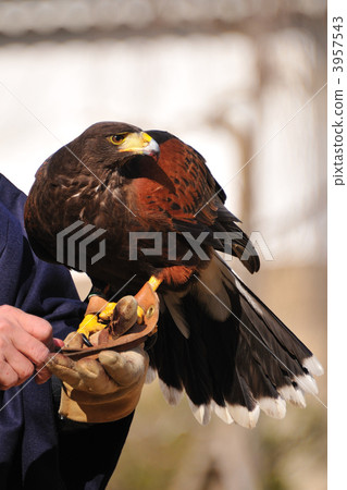 Harris Hawk Harris Hawk 3957543