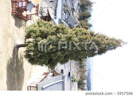 針葉樹 針葉 樹木 3957566