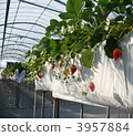 Strawberry hunting season 002 3957884