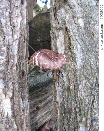 Shiitake mushroom 3958062