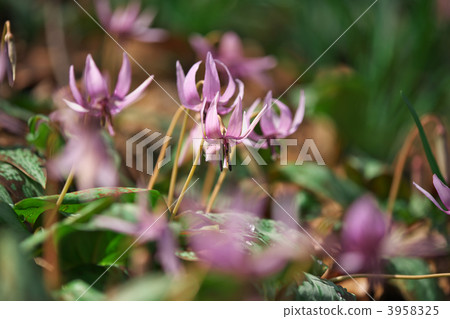 豬牙花 易逝的春天 還嘎斯持卡 3958325