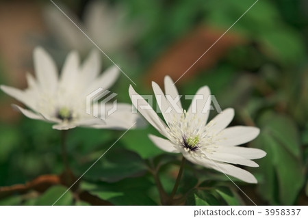 anemone nikoensis, dogtooth, katakuri 3958337