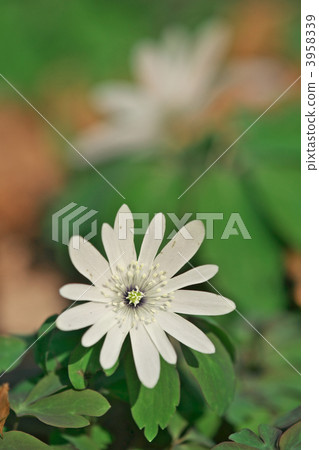 anemone nikoensis, dogtooth, katakuri 3958339