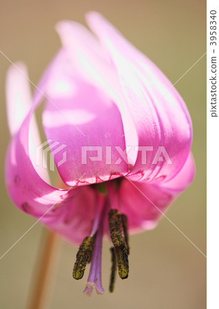 dogtooth, katakuri, dogtooth violet 3958340