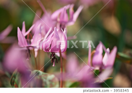 櫟林銀蓮花 松林 豬牙花 3958345