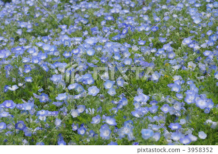 baby blue eyes, nemophila, solemn 3958352