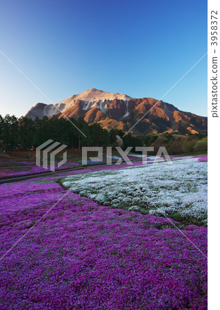 芝櫻山 芝櫻 櫻花 3958372