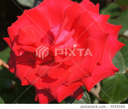 rose, roses, grande amore 3958560