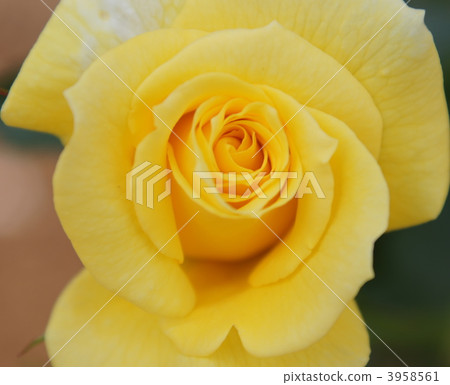 san flair, rose, roses 3958561