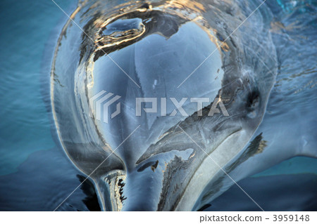 水族館 海洋動物 海豚 3959148