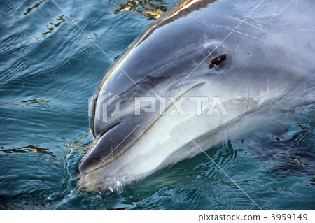 海豚 水族館 八景島海洋樂園 3959149