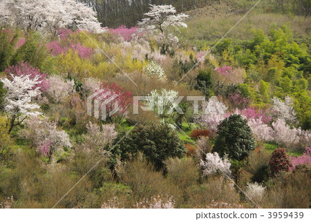 花見山 樹木 樹 3959439