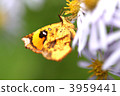Flower and butterfly 3959441