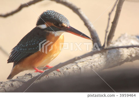 wild bird, bird, birds 3959464