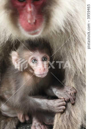 Monkey's child Monkey's child 3959465