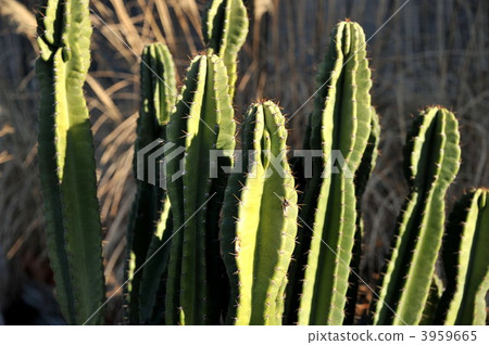 支柱仙人掌 3959665