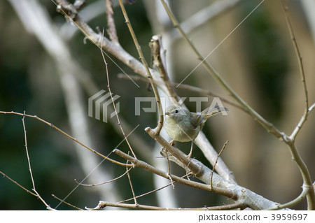 Uguusu Uguusu 3959697