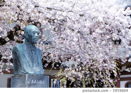 hase-dera, kume masao, petal 3959804