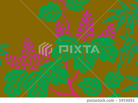 Paulownia, paulownitree, auger 3959891