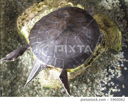 Dried shell and raised hind legs Turtle turtle 3960062