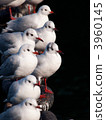 black-headed gull, gull, gulls 3960145