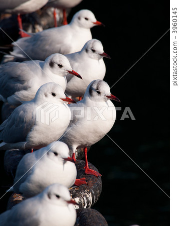 black-headed gull, gull, gulls 3960145