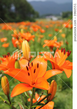 百合 百合花 莉莉 3960551