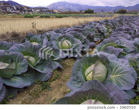 捲心菜農場 愛宕山 田野 3960593