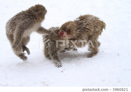 A monkey 3960821