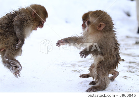 A monkey 3960846