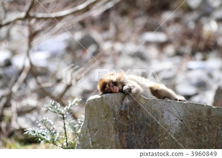 一隻猴子 3960849