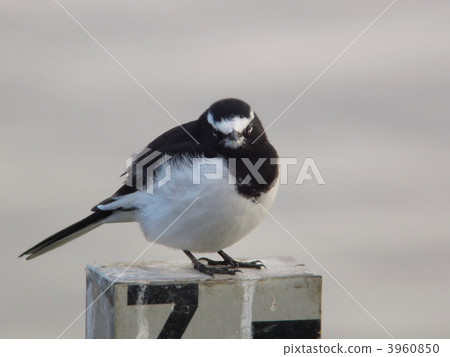 黑背w 黑背w 3960850