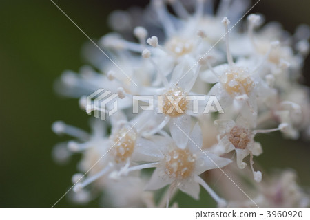 日本八角金盤 植物 植物學 3960920