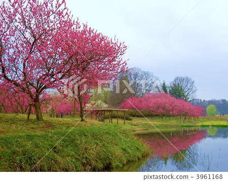 古河古賀公園桃花盛開 3961168