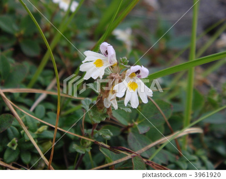 Small small Miyako Nakagomekusa Small small Miyako Nakagomekusa 3961920