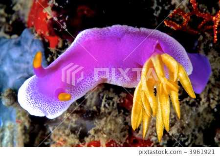 hypselodoris apolegma, gill, gills 3961921