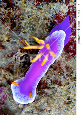 hypselodoris apolegma, gill, gills 3961923